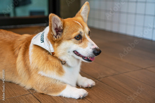 Adorable brown welsh corgi sitting on wood floor while learning something and looking owner at home. Corgi doggy playing with people in the room. Dog training or Relationship animal concept.