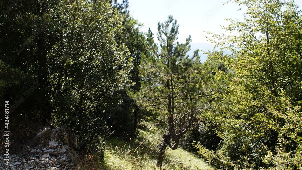 Fototapeta premium Lungo il sentiero a Poggio San Romualdo nelle Marche