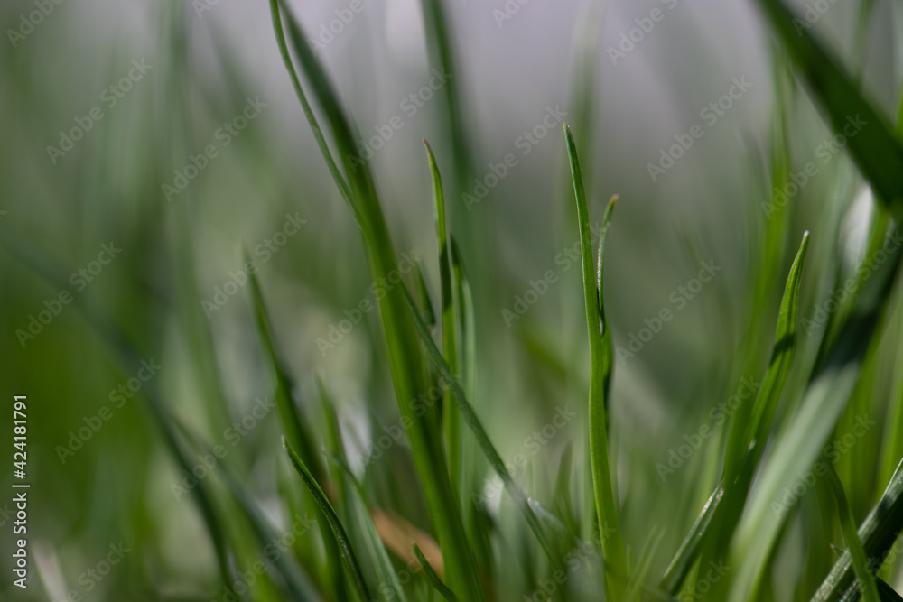Fototapeta premium Wiosenna trawa