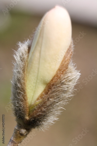 Macro close-up of a magnolia stellata flower bud about to open in early spring