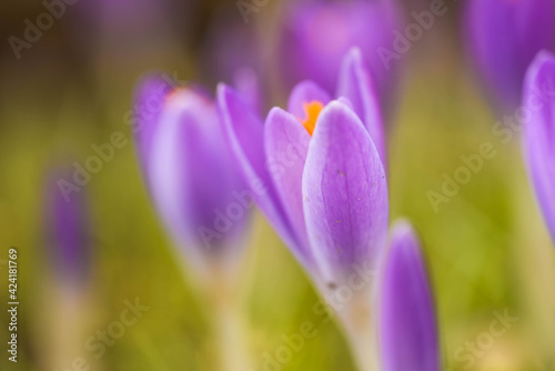 purple crocus flowers © ukasz