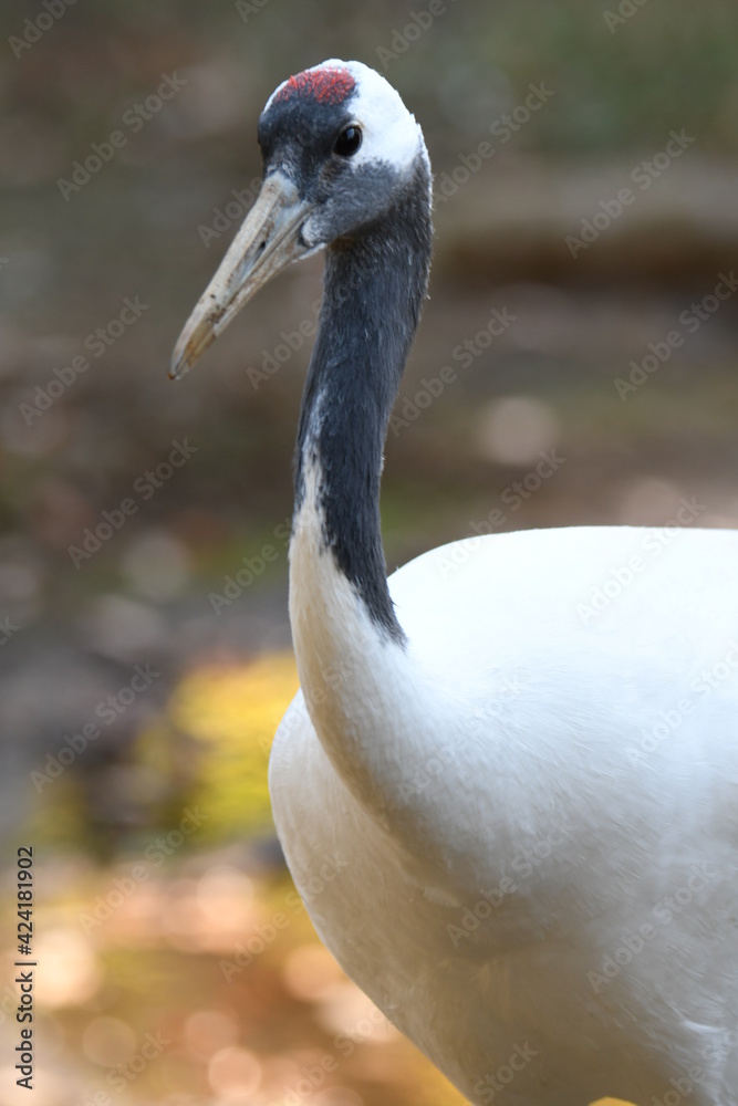 Obraz premium タンチョウ