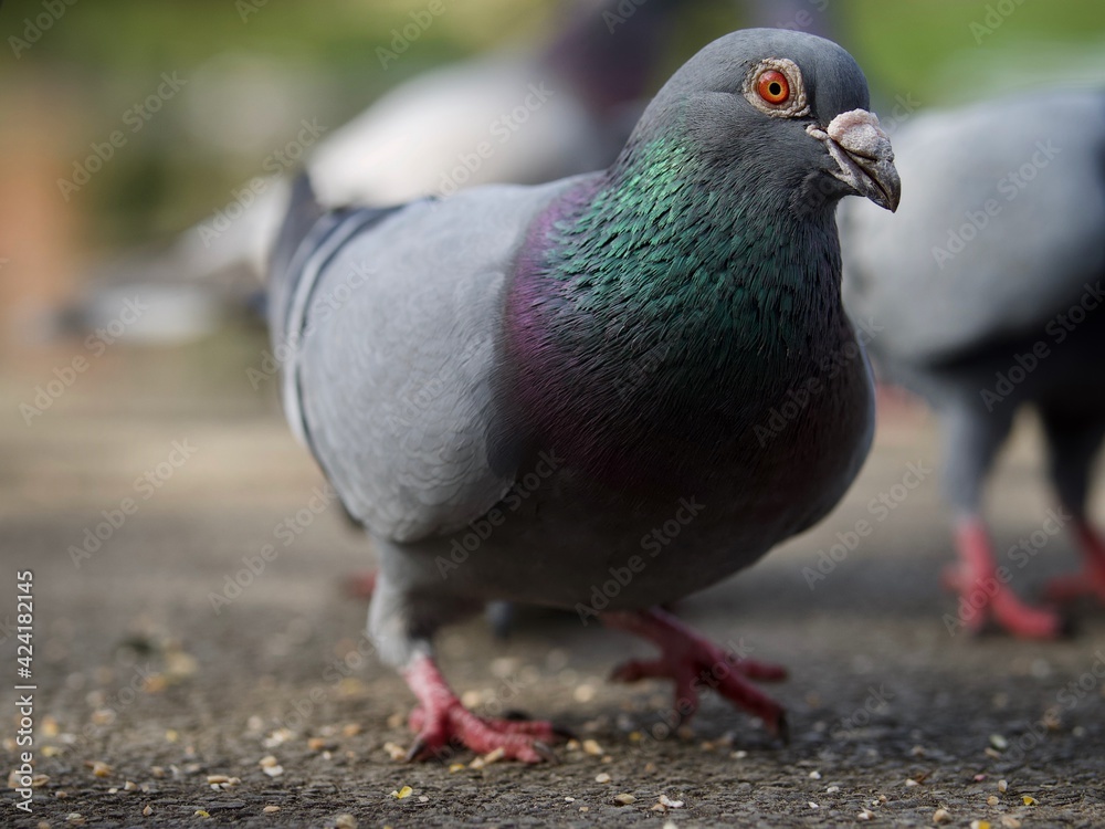 Pigeon
