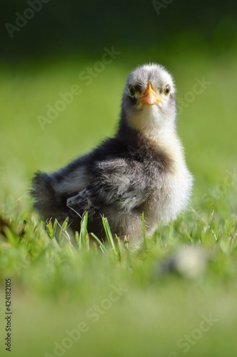 Pekin chick in the grass
