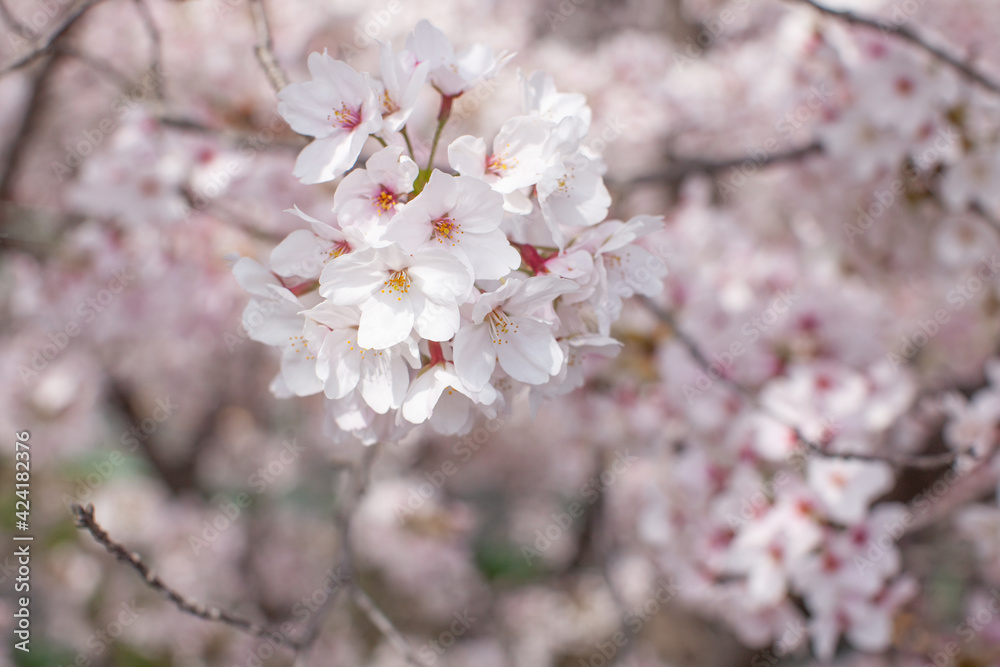 桜の花