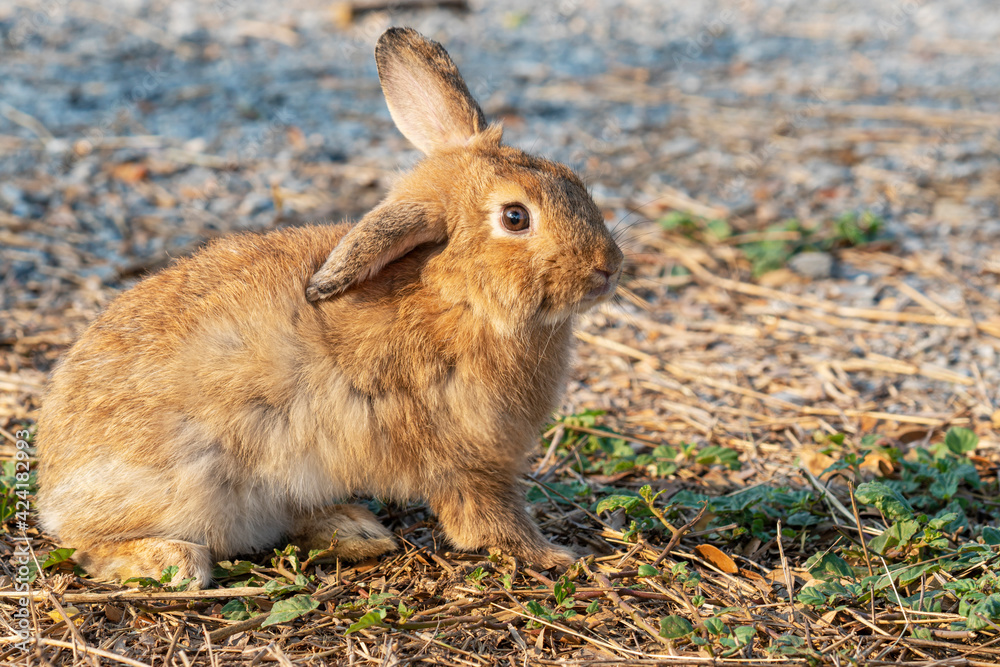 Fluffy brown bunny rabbit sitting on the dry grass over environment natural light background. Furry cute wild-animal single at outdoor. Easter animal concept. Fluffy brown bunny rabbit sitting on the dry grass over environment natural light background. Furry cute wild-animal single at outdoor. Easter animal concept.