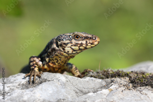 Podarcis muralis is a species of lizard with a large distribution in Europe