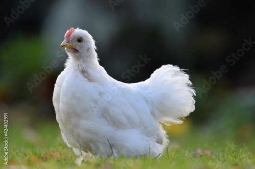 white pekin chicken in the grass © lornapage