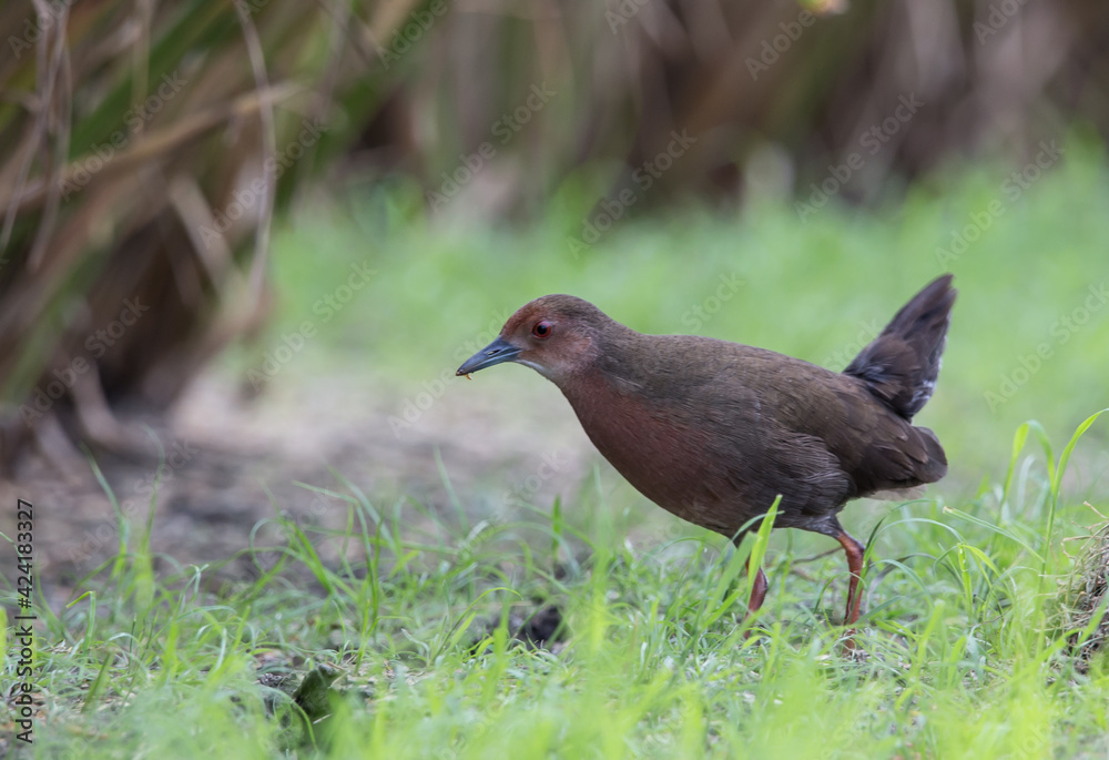 Ruddy-breasted Crake walking for food beside the field. Ruddy-breasted Crake walking for food beside the field.