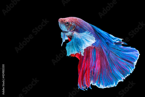 Halfmoon Betta fighting fish in Thailand on isolated black background. The moving moment beautiful of blue, red and white Siamese betta fish with copy space.