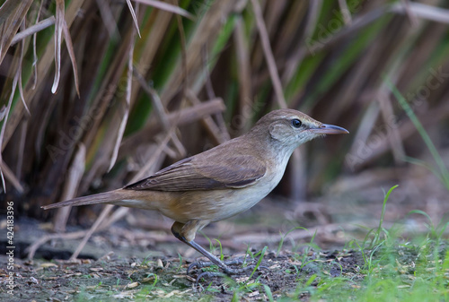 Wallpaper Mural Oriental Reed Warbler standing looking for food on the grass. Torontodigital.ca