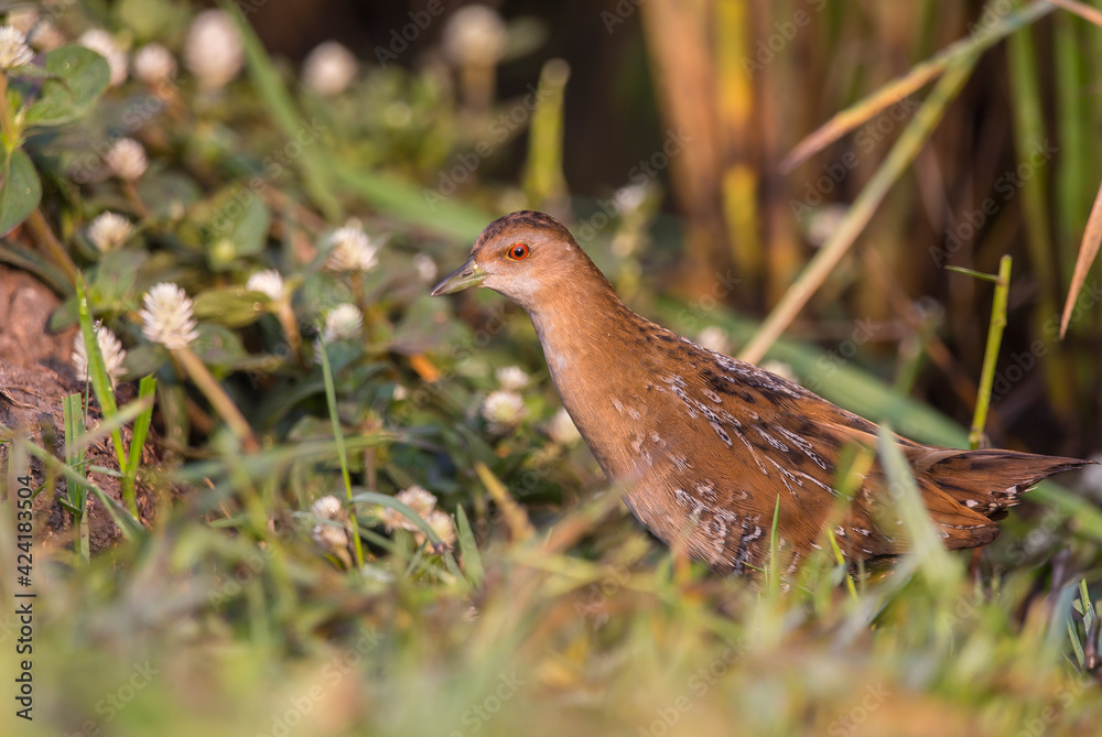 Baillon's Crake standing behind the rice plant. Baillon's Crake standing behind the rice plant.