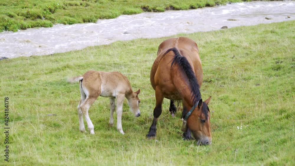 Horse and foal walking in green meadow Horse and foal walking in green meadow
