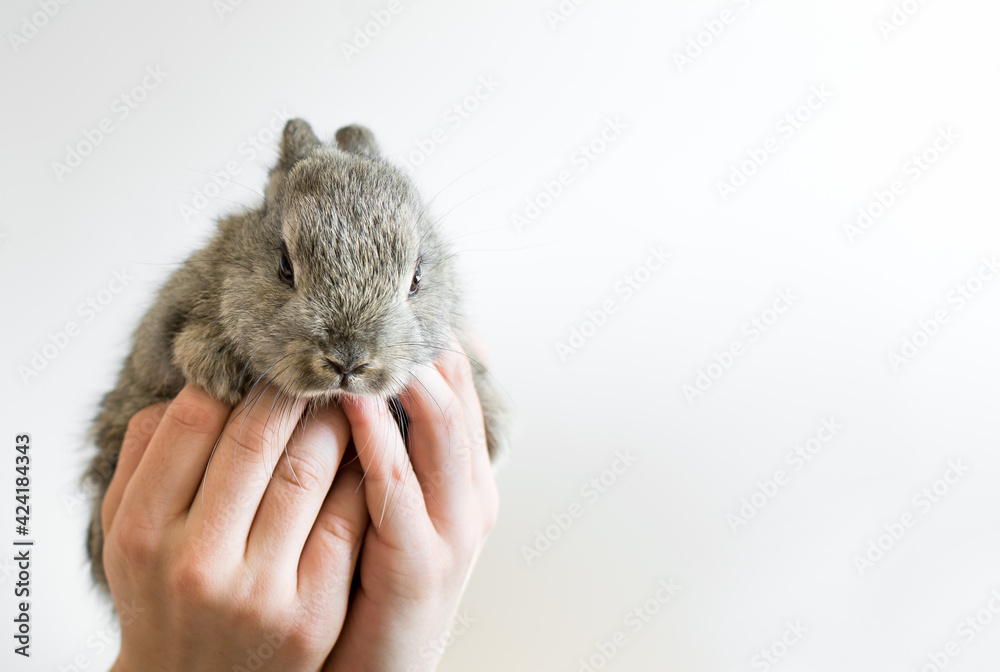 Little bunny in human hands. Very cute young rabbit in kids hands as a easter concept. Isolated on white background with copy space.