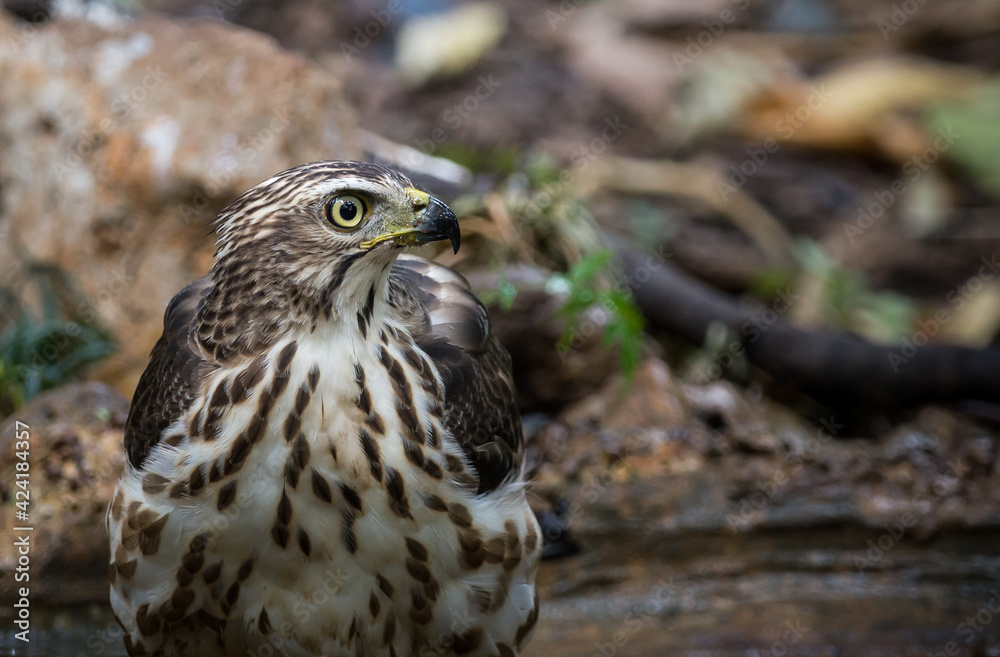 Crested Goshawk coming down to drink water in a pond in the forest. Crested Goshawk coming down to drink water in a pond in the forest.