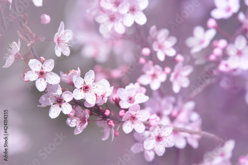 Spring nature background with flowering. Beautiful nature scene with a blossoming tree of flowers and a flash of the sun. Sunny day. Spring flowers. A beautiful orchard. Abstract blurred background.