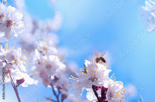 A bee is sitting on a white flower.