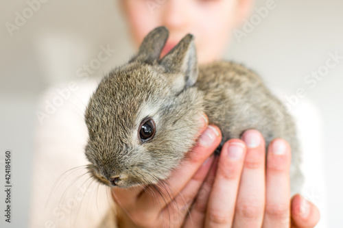 Little rabbit in human hands. Very cute young bunny in child hands as a easter concept. Close-up view.