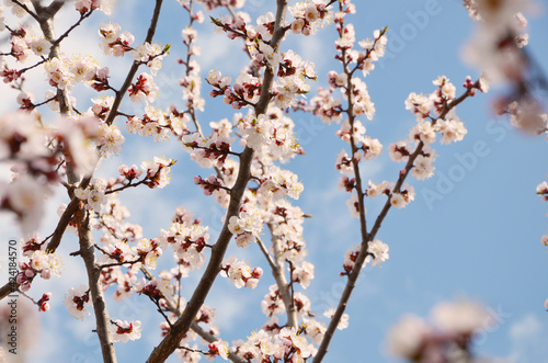 Apricot tree branches in flowers in spring.