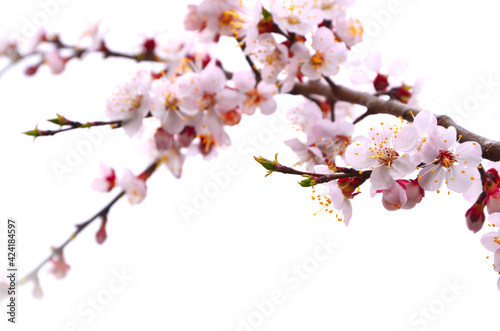 A branch of blooming cherry on a white background.