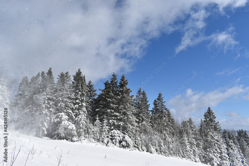 Snowy spruce trees under a cloudy sky, Sainte-Apolline, Québec