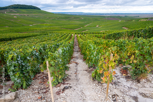 Canvas Print Landscape with green grand cru vineyards near Epernay, region Champagne, France in rainy day