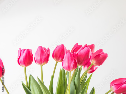 beautiful tulips on a white background