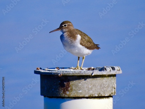 Sanibel birds and wildlife