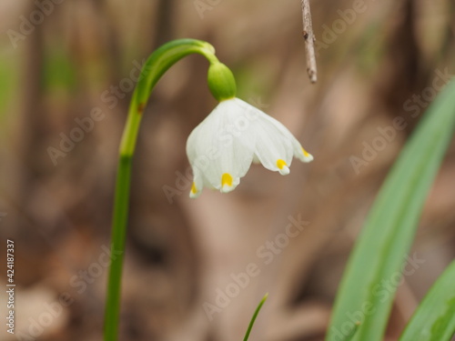 spring snowdrop flower © Василь Федорів
