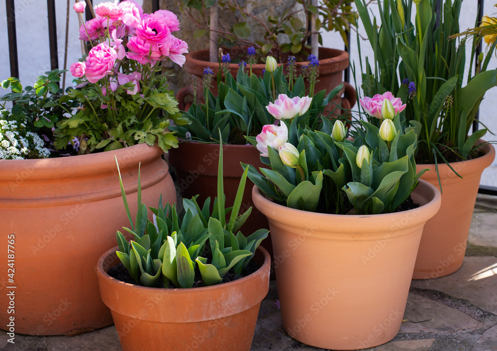 Pink tulips, ranunculus, daffodils and muscari in terra cotta pots