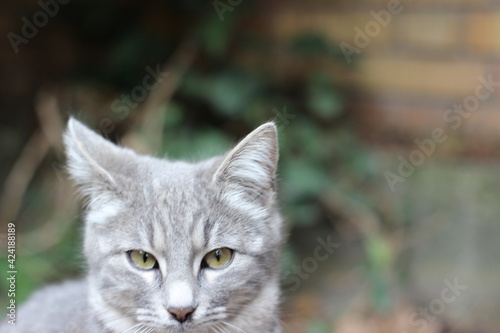 close up portrait of a gray cat head
