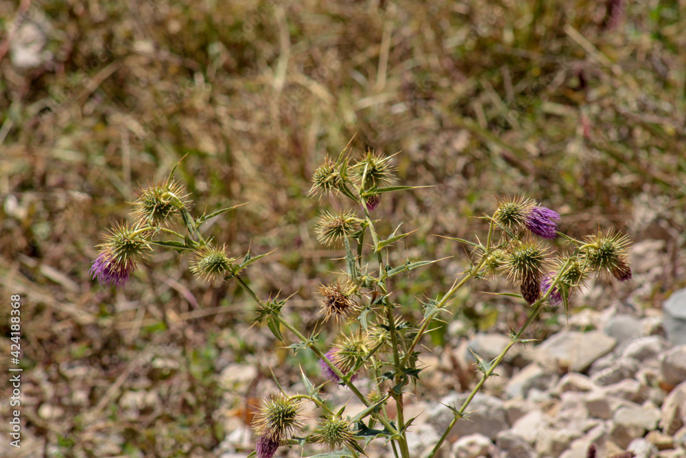 natural psephellus dealbatus flower photo natural psephellus dealbatus flower photo