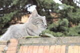A silver cat sitting on the wall