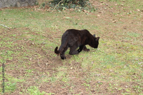 black cat walking on the grass