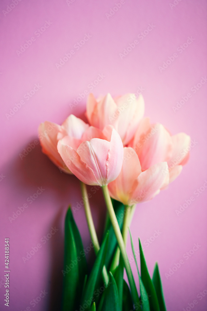 Pink tulip flower on pink background with copy space for text. Love, International Women day, Mother day and Happy Valentine day concept Pink tulip flower on pink background with copy space for text. Love, International Women day, Mother day and Happy Valentine day concept