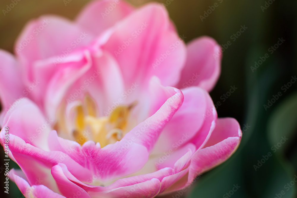 Close up of pink tulip. Image with selected focus and sun flare