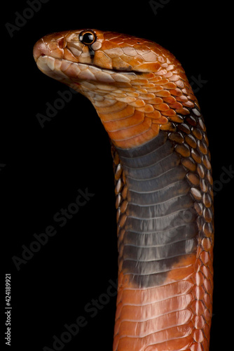 Red spitting cobra (Naja pallida)