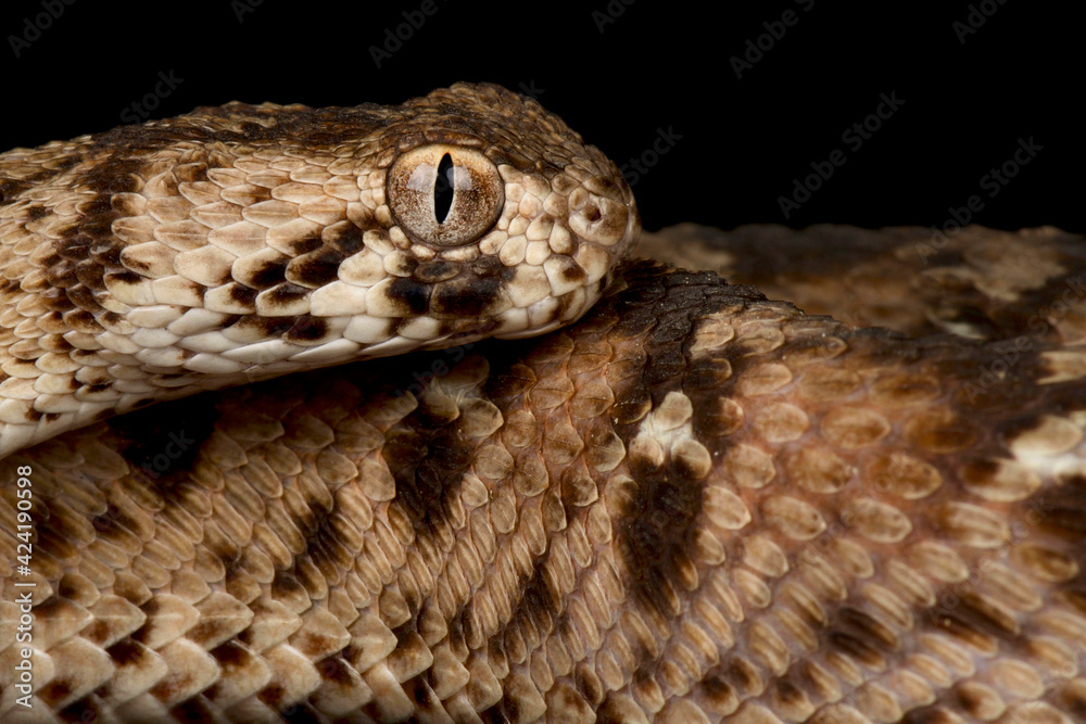 Ocellated carpet viper (Echis ocellatus) Ocellated carpet viper (Echis ocellatus)