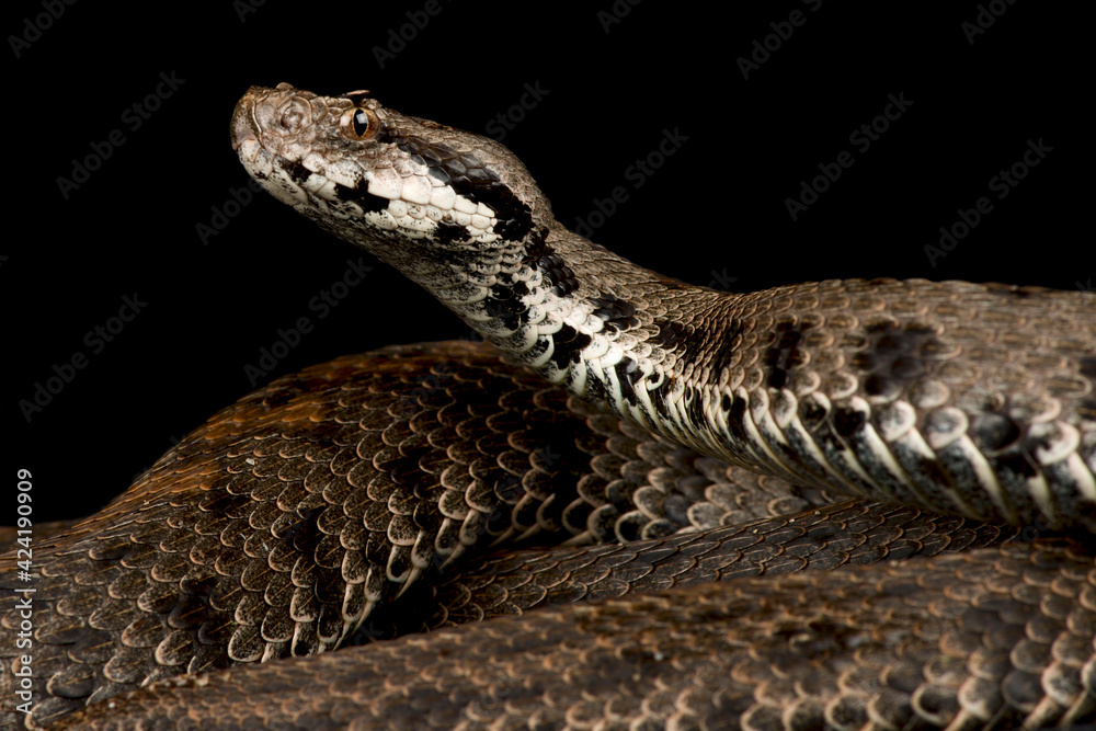 Caucasus Viper (Montivipera raddei raddei) Caucasus Viper (Montivipera raddei raddei)