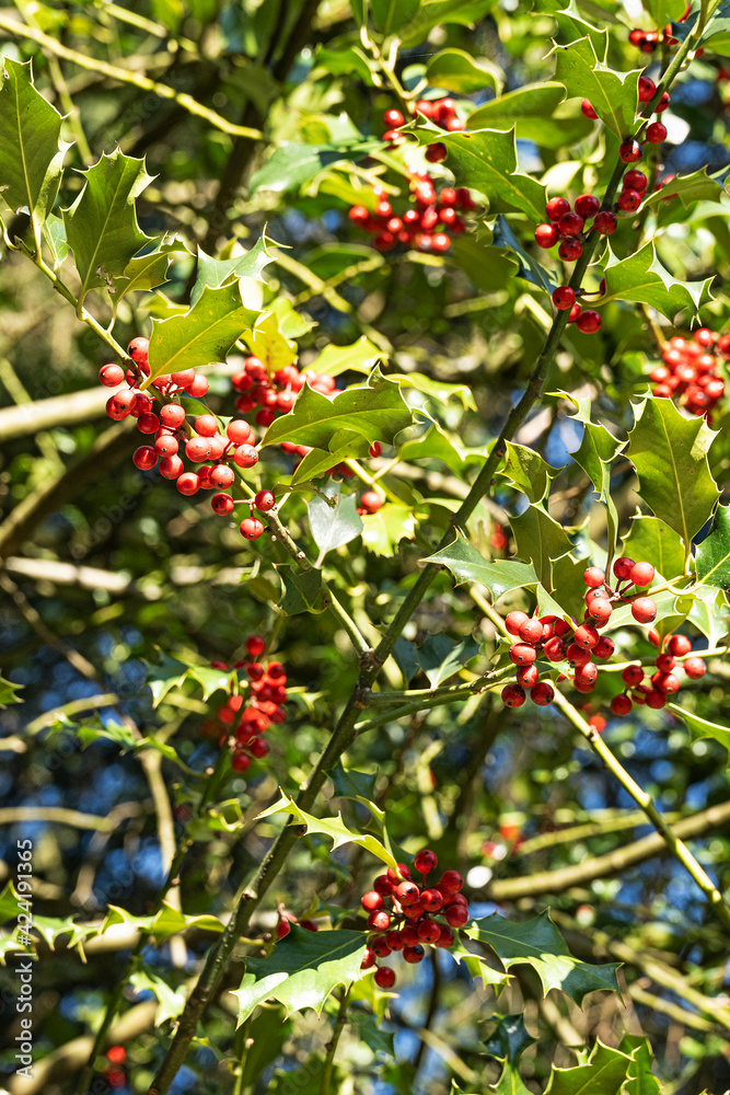 Stechpalme mit Beeren, Wesemlin, Klostergarten, Luzern, Schweiz