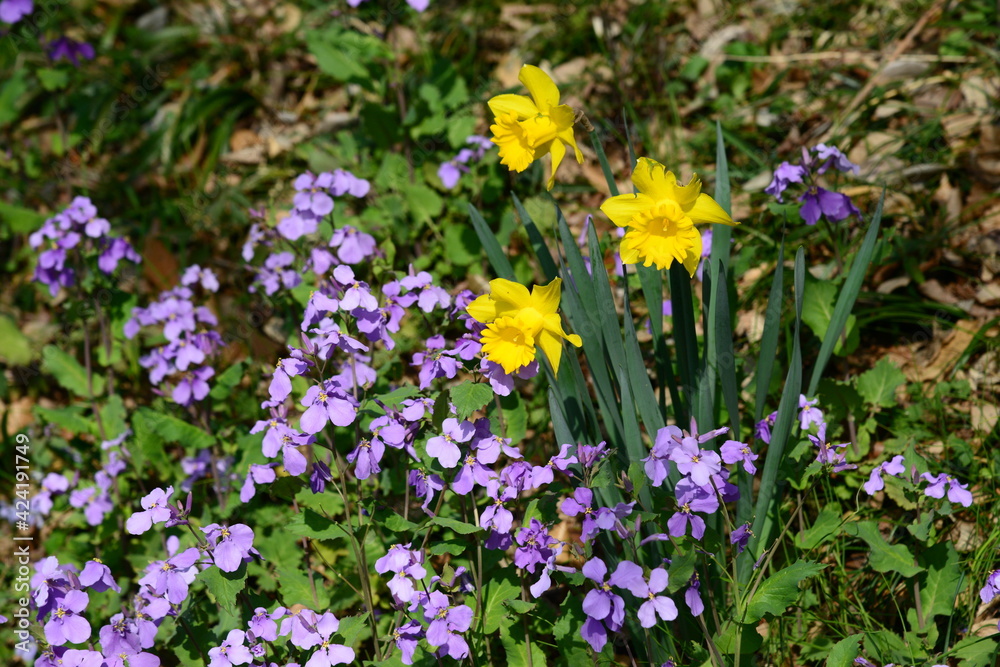 美しい紫色の花を咲かせたハナダイコン