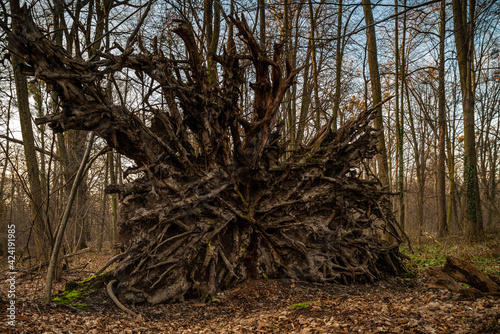 ogromny korzeń drzewa przewróconego photo