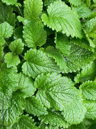 Fresh and aromatic mint leaves in the garden. Fresh mint, medicinal plant.Green plant photography
