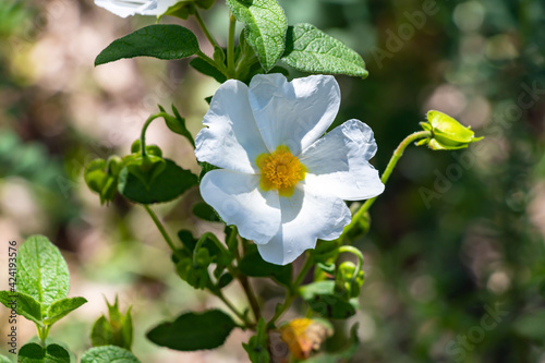 Cistus salviifolius, common names sage-leaved rock-rose, salvia cistus or Gallipoli rose, is a shrub of the family Cistaceae. photo