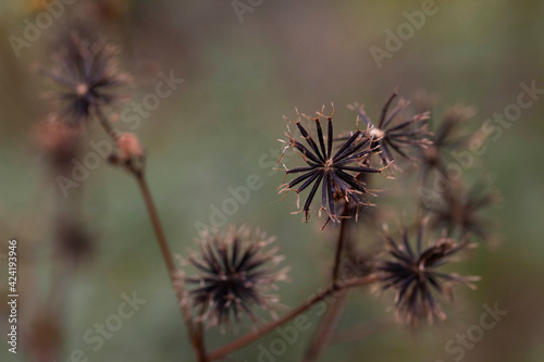 thistle flower in the field © armifauzi