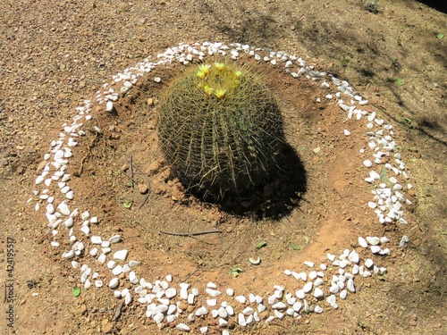 giant barrel cactus photo