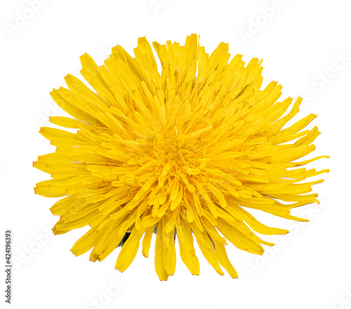 Fresh yellow dandelion isolated on white background