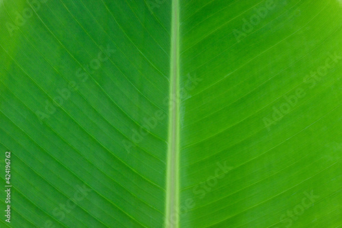 Close up green banana leaf, texture background have space for text or image backdrop design and abstract background.