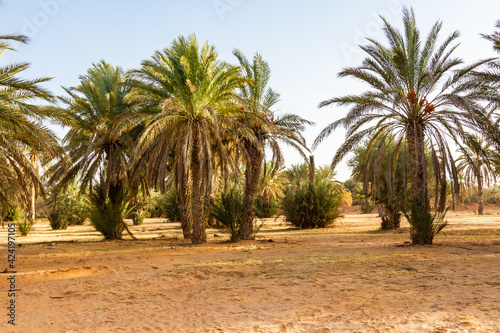 Plantation of the date palm. Date trees (Phoenix) in an oasis near Ksar Ghilane, Sahara, Tunisia, North Africa,