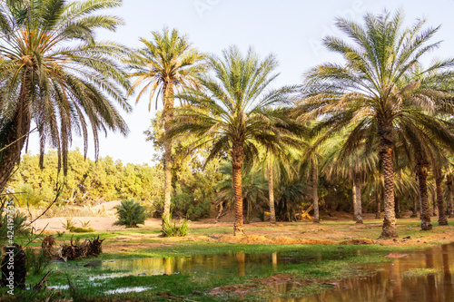 Plantation of the date palm. Date trees (Phoenix) in an oasis near Ksar Ghilane, Sahara, Tunisia, North Africa,© krysek